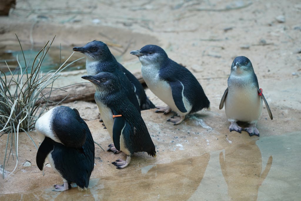 A group of little penguins stands together on a sandy shoreline next to a water puddle.