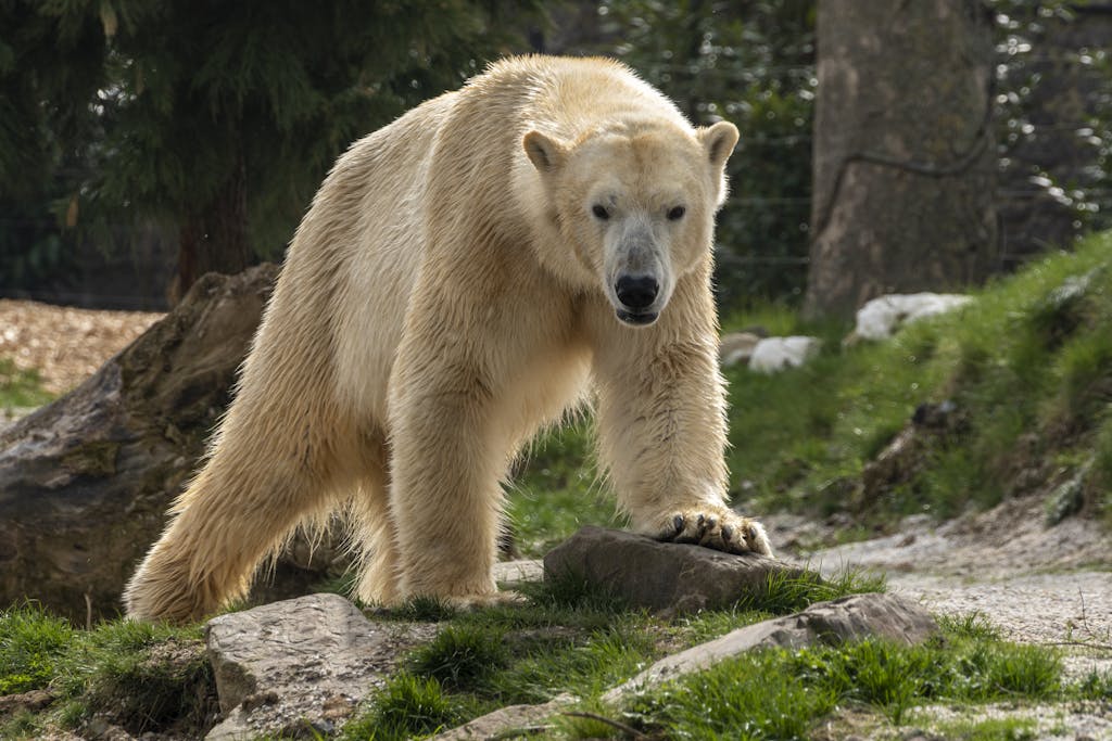 A striking polar bear stands amidst rocks and greenery, showcasing its powerful presence.