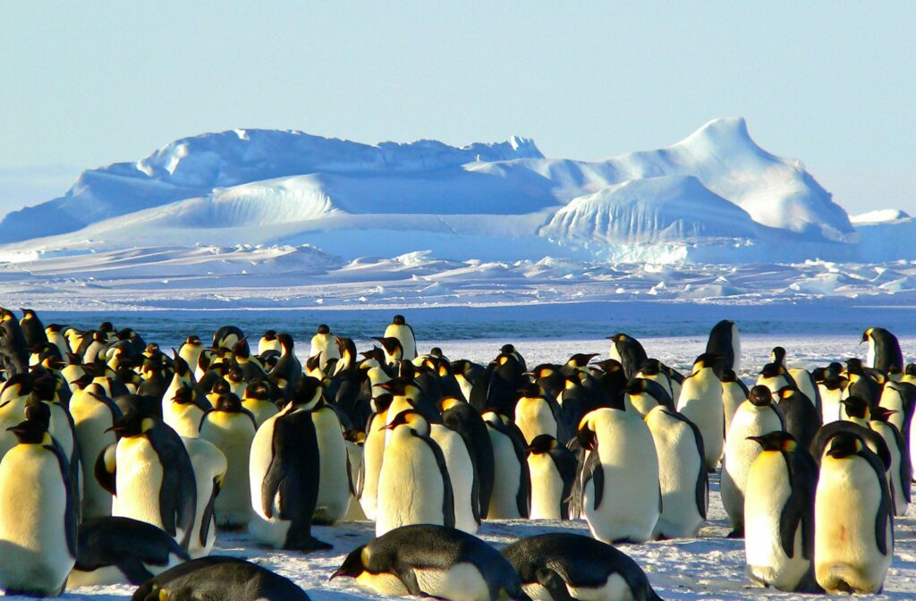 Group of emperor penguins congregating on Antarctic ice with snowy mountains in the background