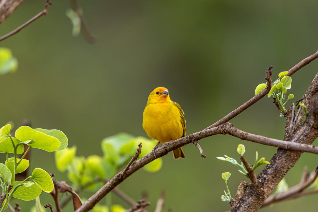 Bright yellow canary perched on a branch, surrounded by lush green leaves.