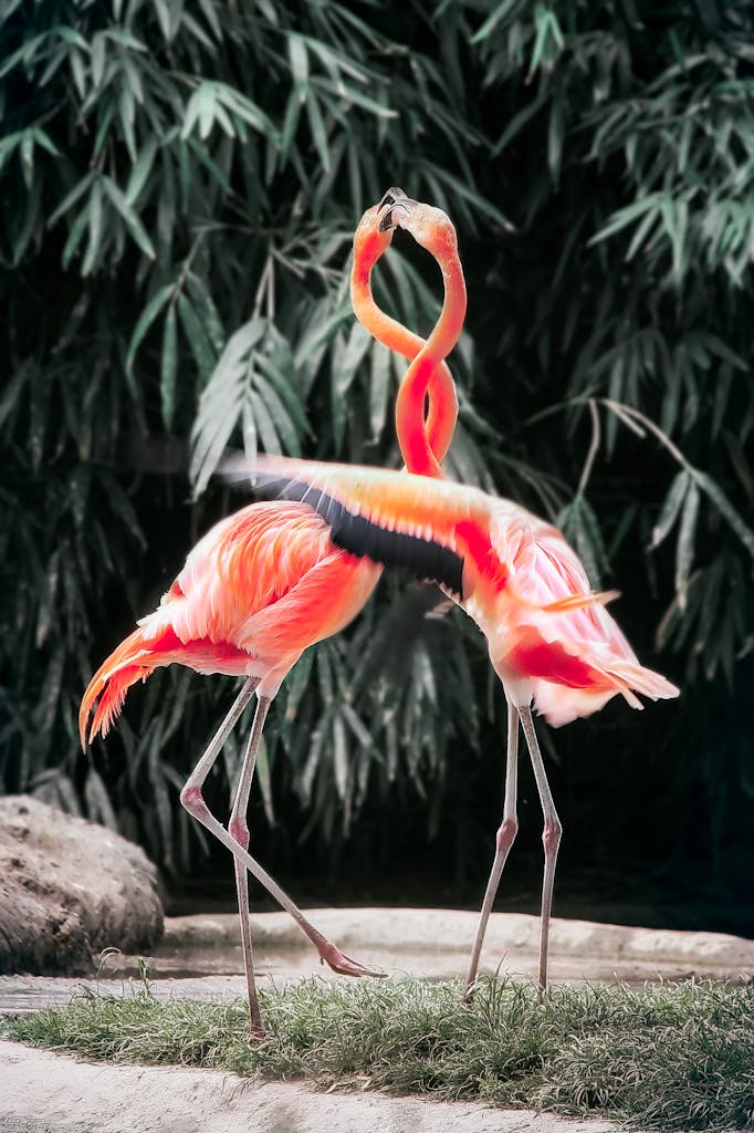 Two flamingos engage in a vibrant courtship ritual amidst lush greenery, showcasing their vivid feathers.