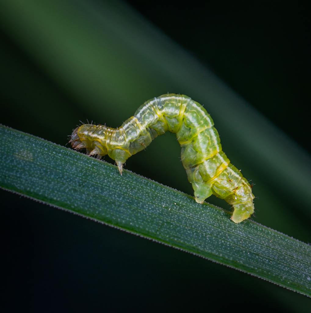 Macro shot of a green caterpillar on a leaf, showcasing details of its body.