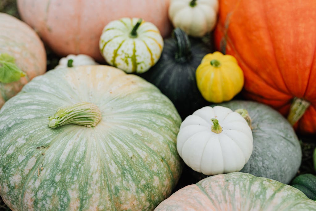 A vibrant collection of pumpkins and gourds in various shapes and colors, celebrating the autumn harvest.
