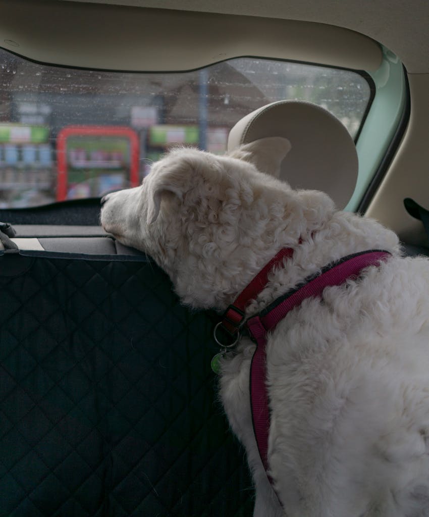 A white dog with a leash looks out of a car window on a rainy day