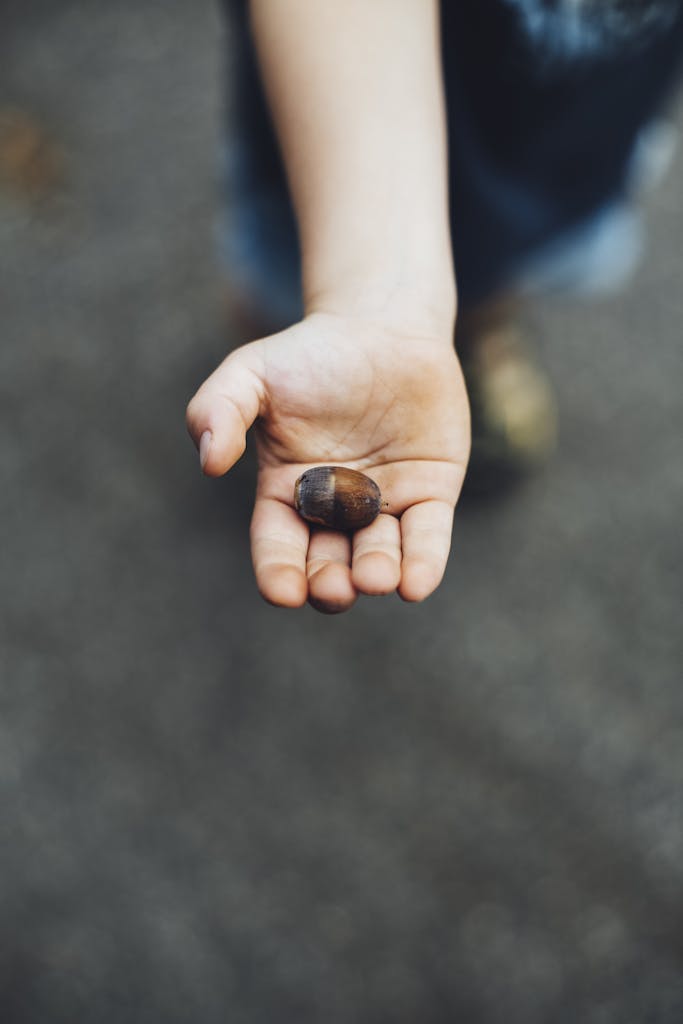 A child's hand gently holding an acorn, symbolizing nature and curiosity.