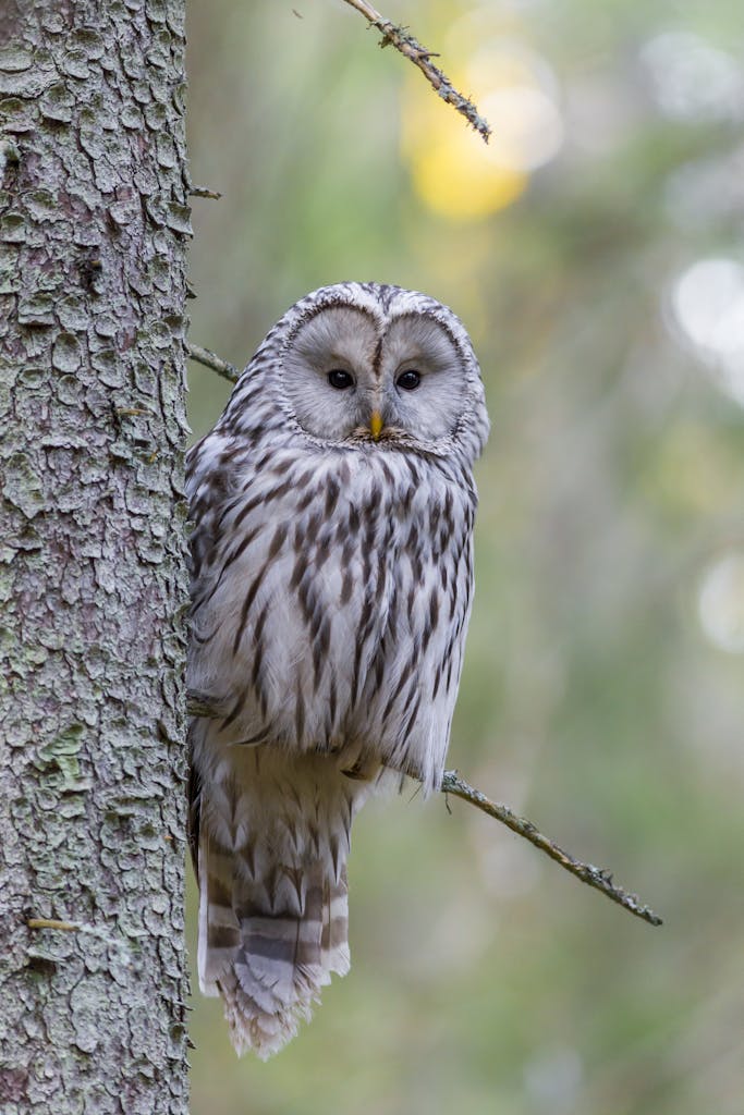A focused shot of a Ural owl (Strix uralensis) perched on a tree with a blurred forest background.