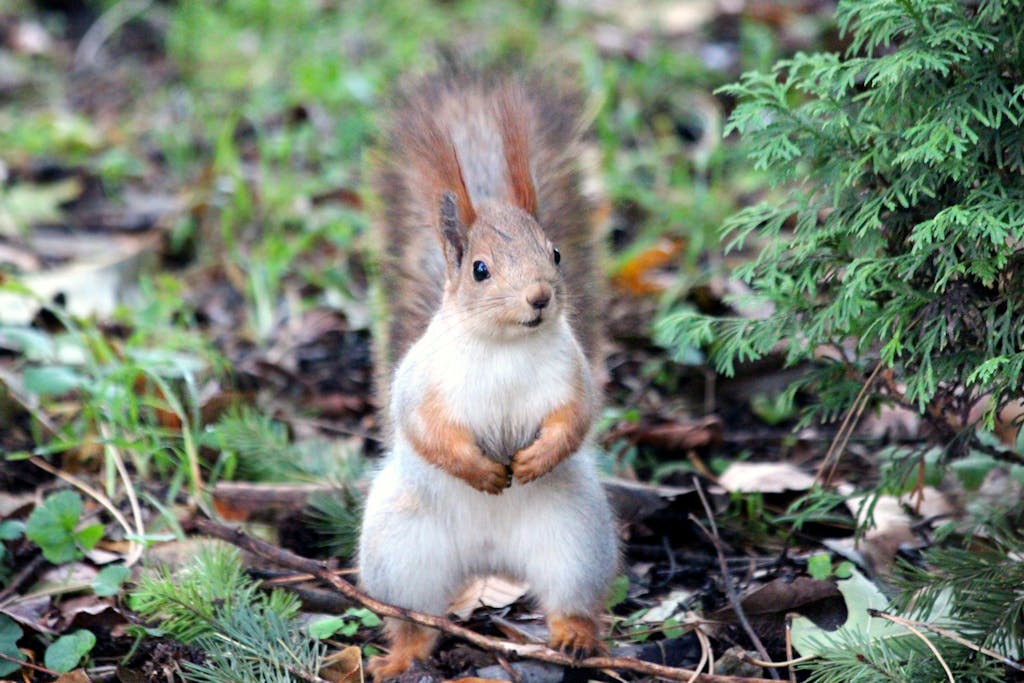 Close-up of a cute Eastern Red Squirrel standing in a forest, showcasing its fluffy tail and curious stance.
