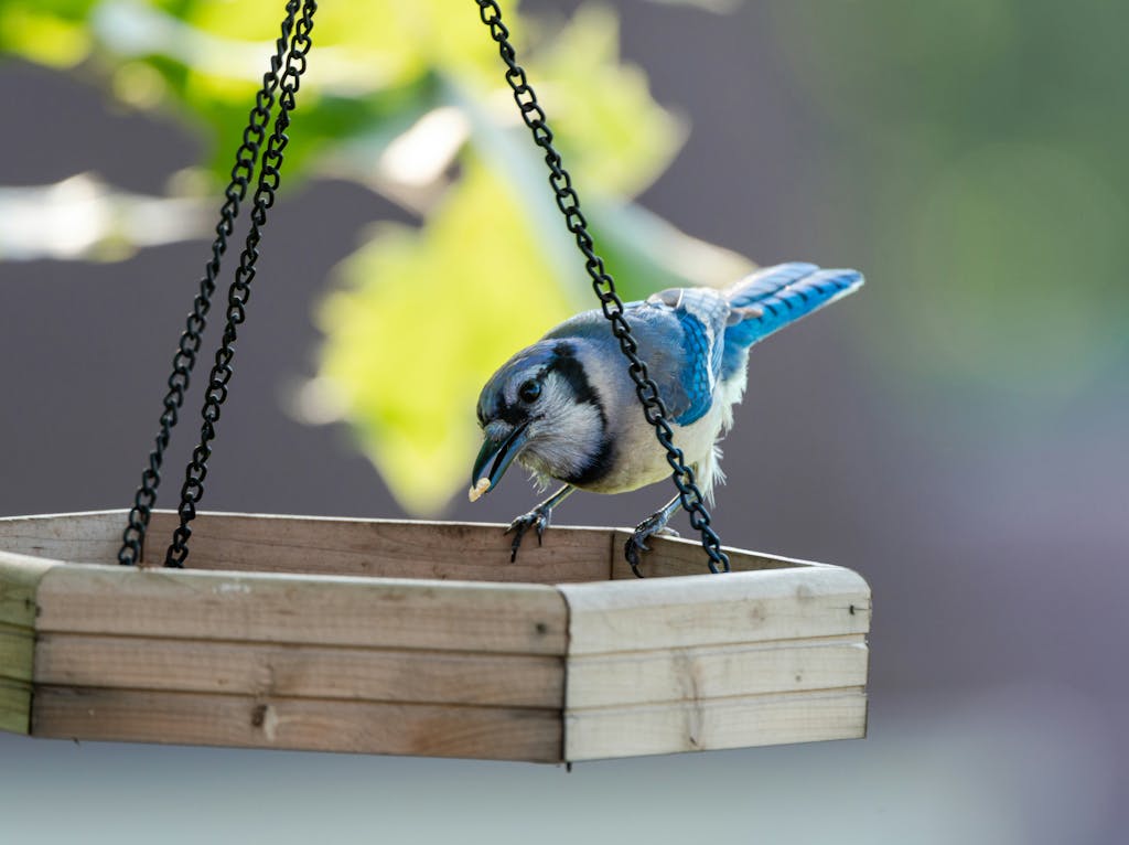 A vibrant blue jay perched on a wooden bird feeder with a green leafy background.